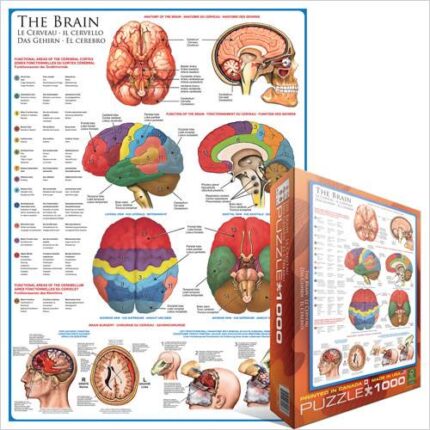 Dėlionė Žmogaus smegenys