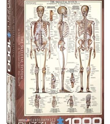 Dėlionė skeleto anatomija