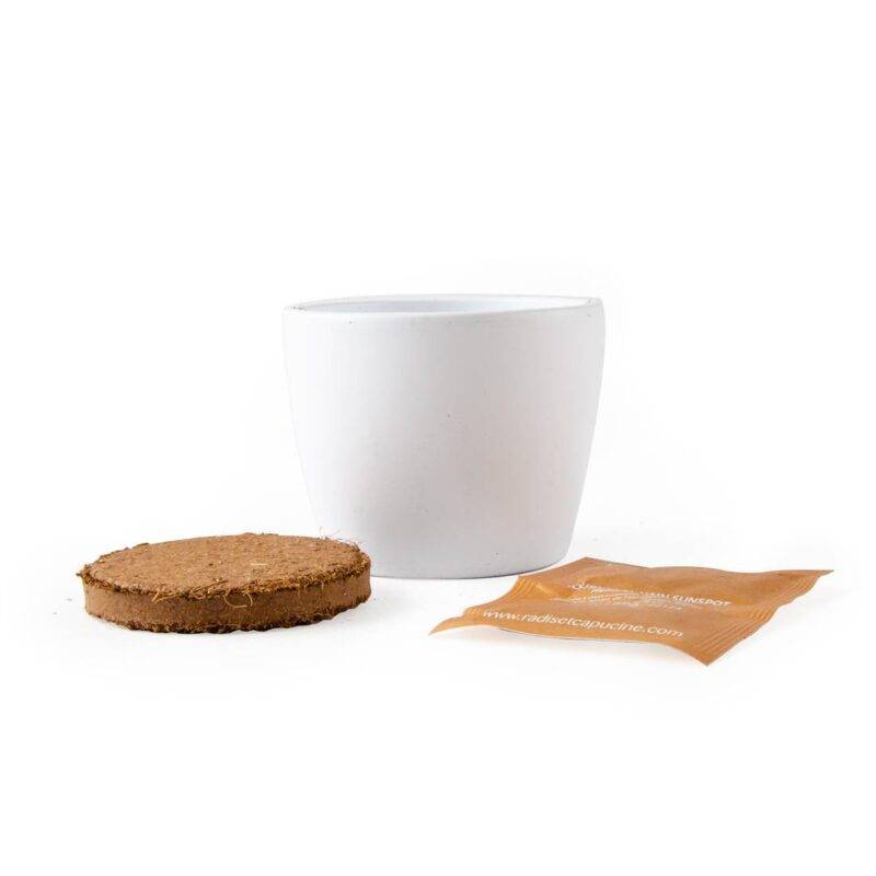 Rinkinys auginimui BIO "Saulėgrąža" 8 cm - Image 5