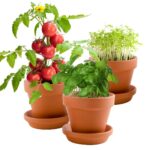 Rinkinys auginimui 3 Prieskoninės daržovės - Image 6