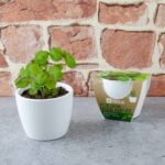 Rinkinys auginimui BIO Bazilikas Grand Vert 8 cm - Image 9