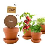 Rinkinys auginimui 3 Prieskoninės daržovės - Image 7