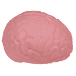 Squeeze Brain antistreso žaislas 15cm